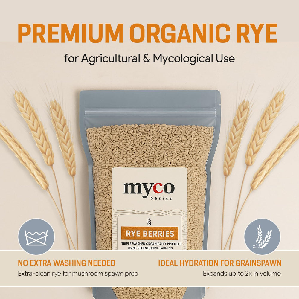 Mycology Basics rye grains steaming in pot for spawn prep showing even hydration advantage
