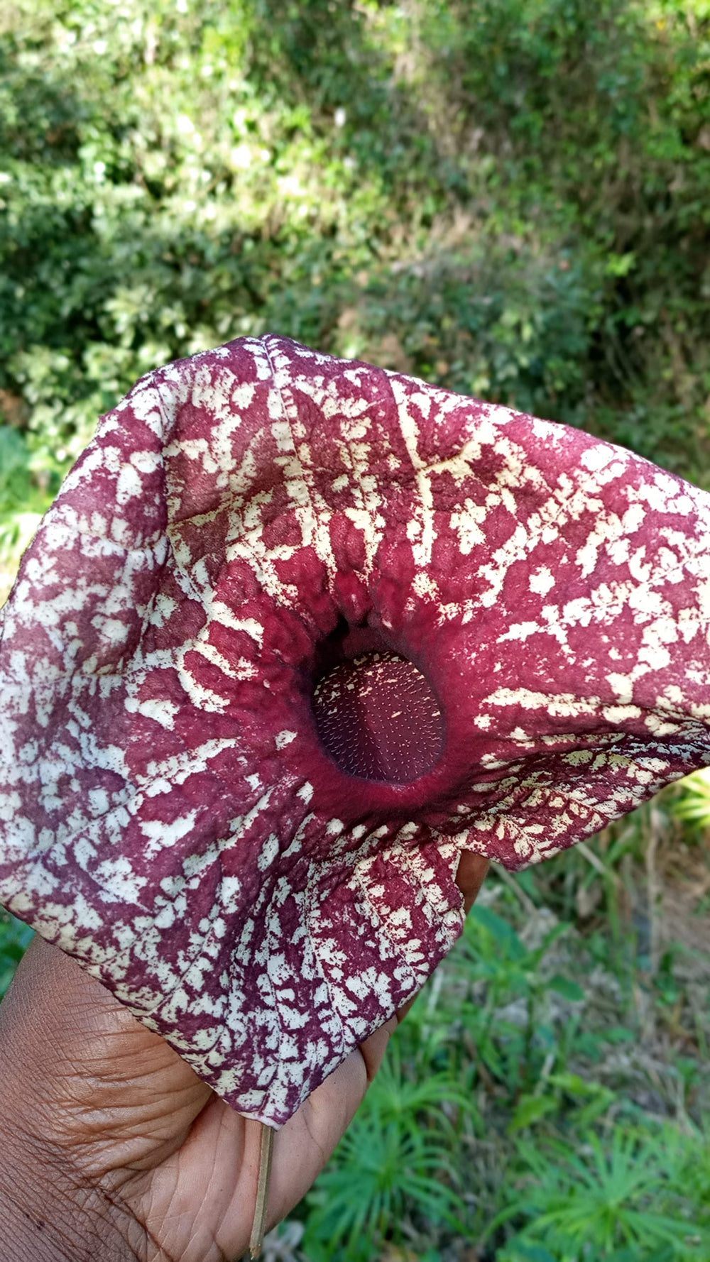 Nalego duck flower steeping in a teacup showing brewing process and aromatic potential