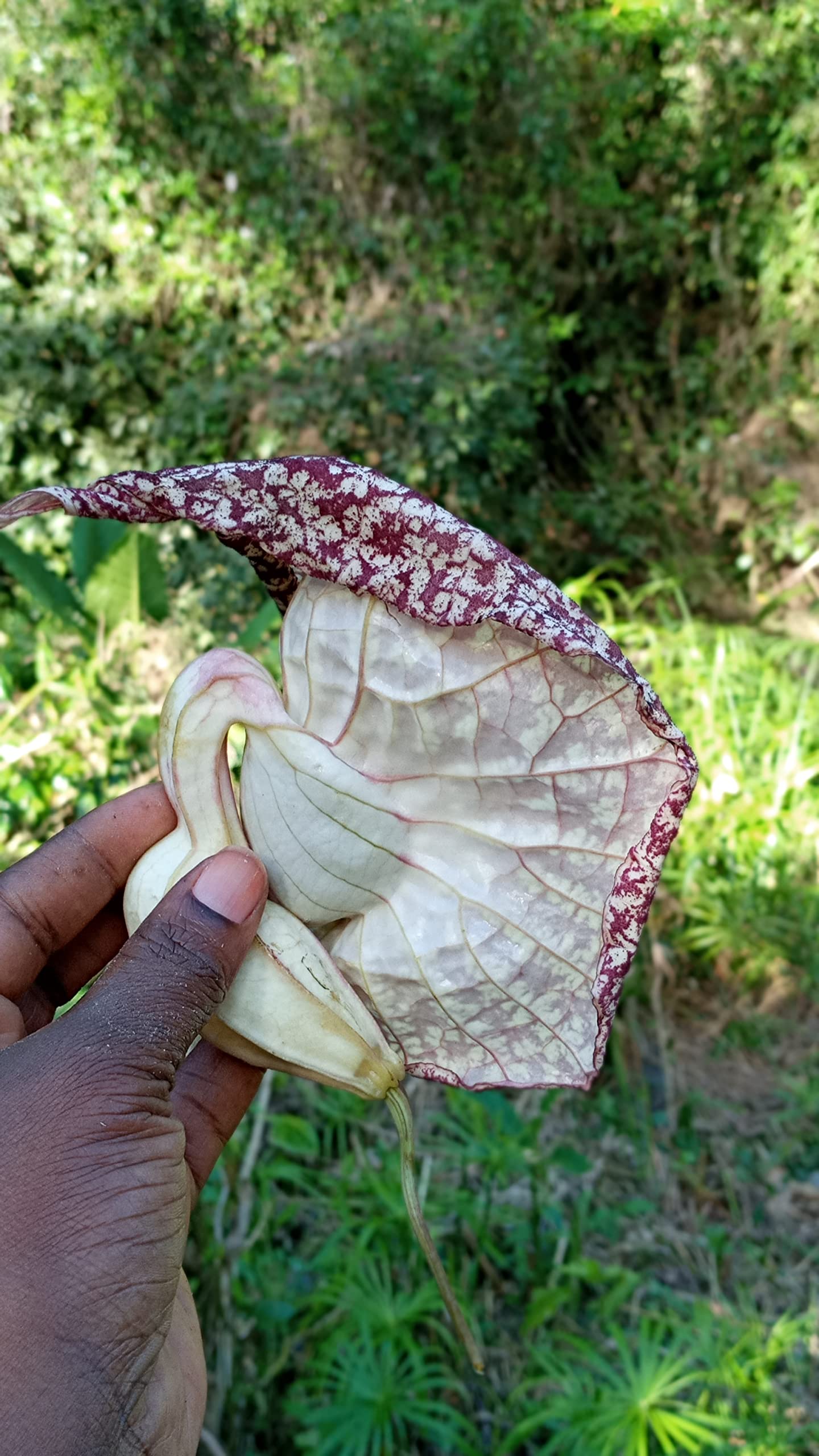 Nalego duck flower held in hand for size comparison demonstrating bloom scale and quality