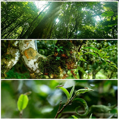 NASLAPH broken cube revealing compressed leaves and easy portioning benefit