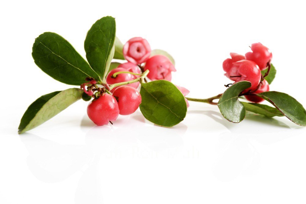 Nature Tea brewed cup of wintergreen infusion showing bright color and refreshing scent