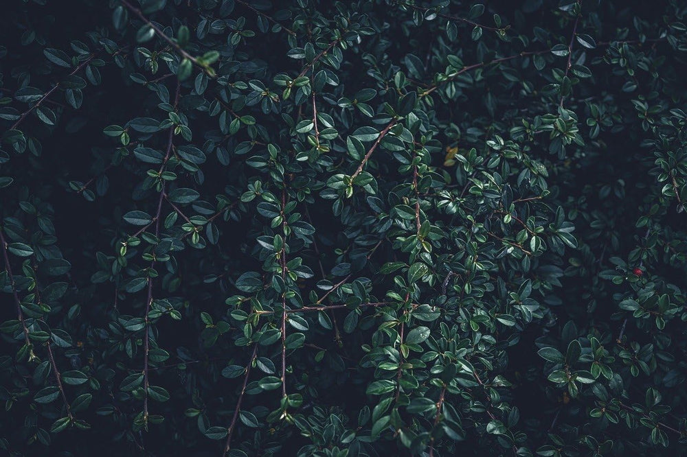 Naturegrail bearberry leaves in kitchen scene conveying versatile use