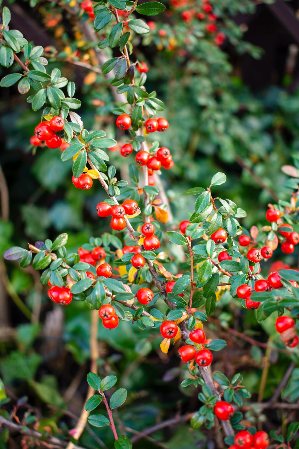 Naturegrail bearberry leaves simmering in pot for culinary flavoring