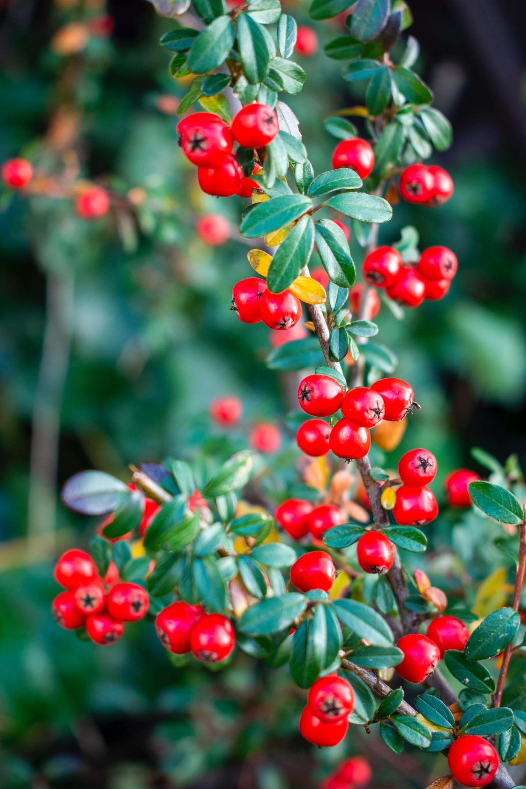 Naturegrail brewed bearberry tea in cup illustrating easy preparation