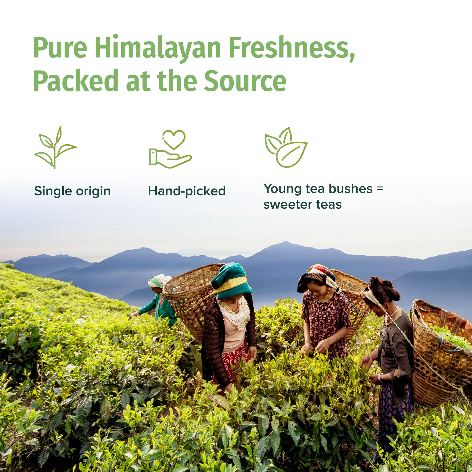 Nepal Tea steeping cup with brewed tea offering warm, low-bitterness flavor