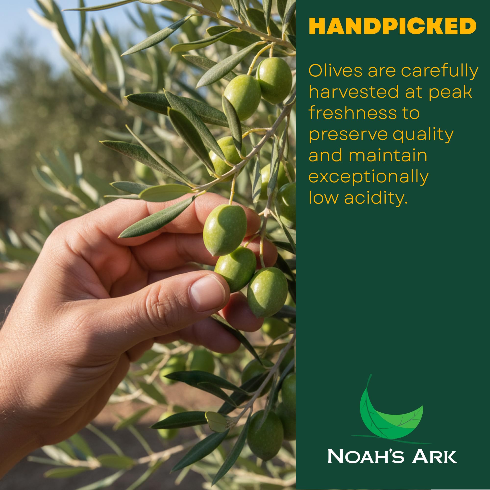 Noah's Ark oil surface close-up showing glossy texture and premium mouthfeel