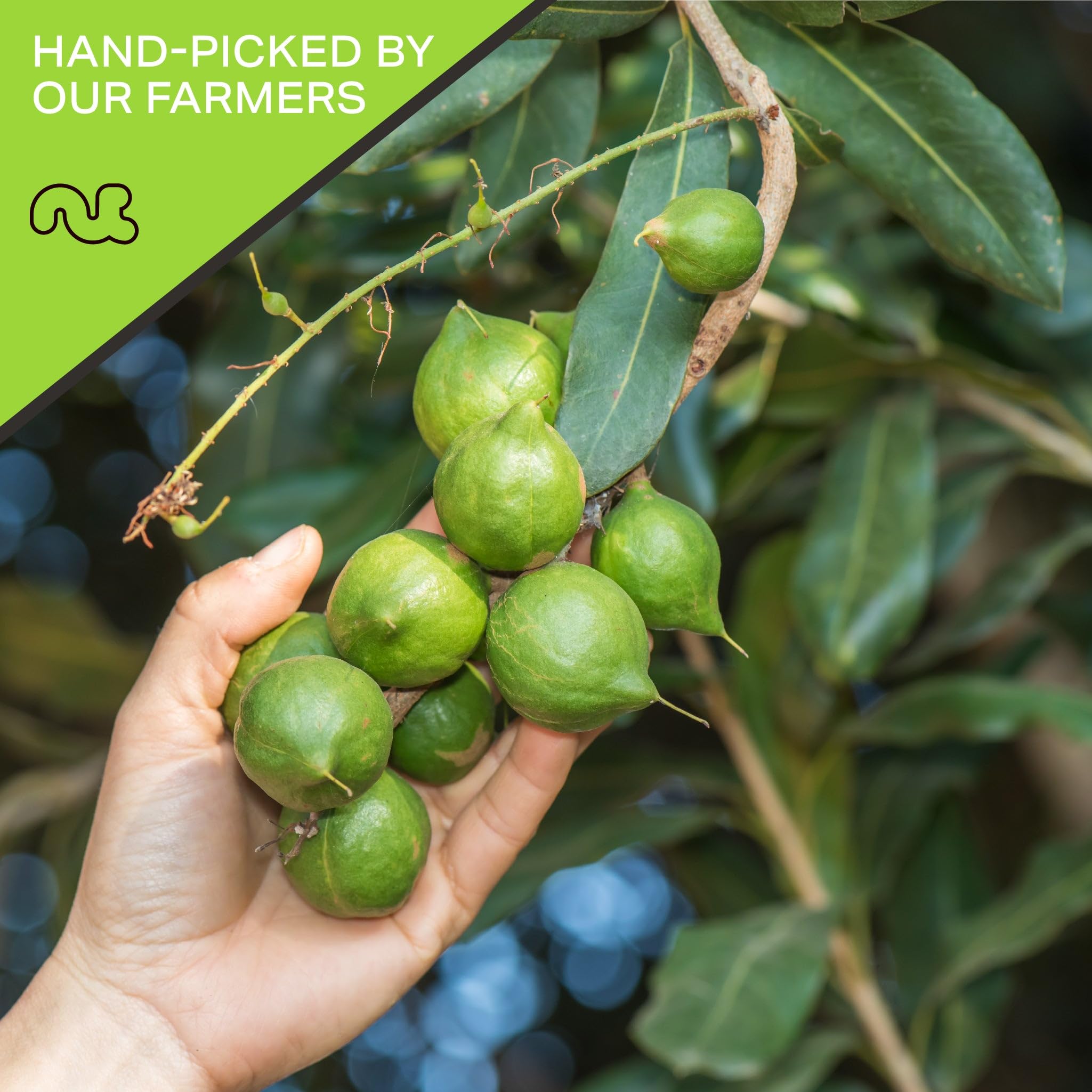 Nut Cravings handful of nuts in hand demonstrating portion size and craveable crunch