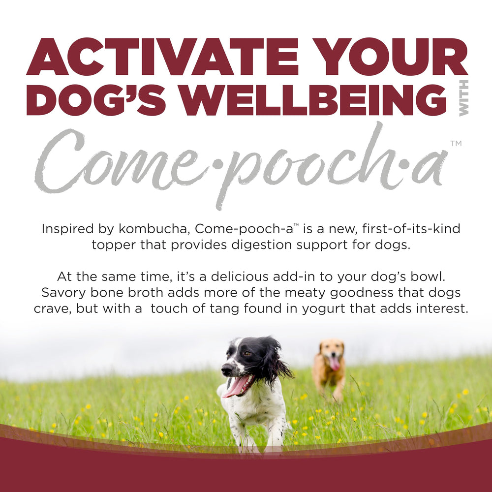NutriSource pouring bone broth over kibble to increase palatability