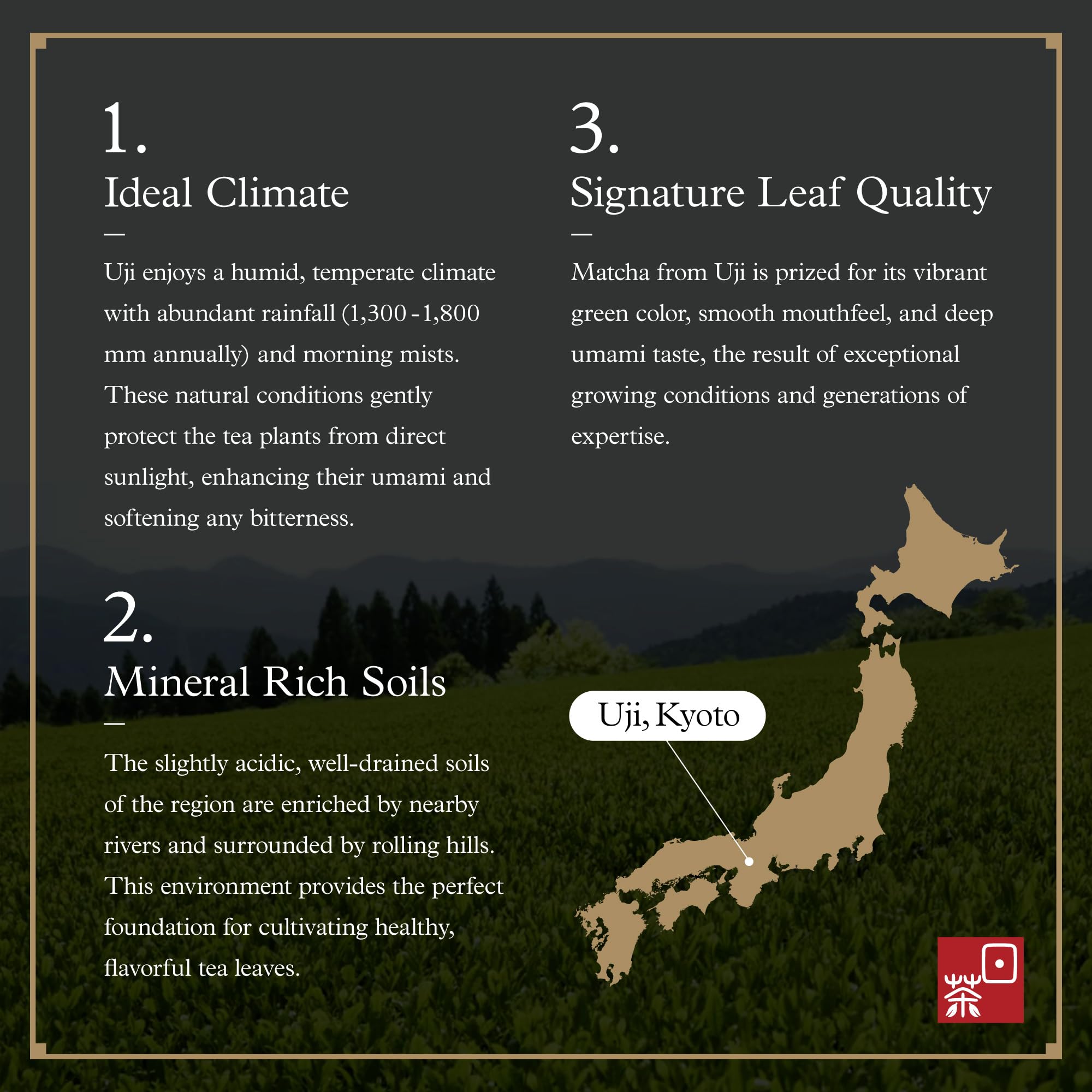 Ocha & Co. whisked matcha bowl with froth showing vivid green color and creamy mouthfeel