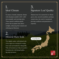 Ocha & Co. whisked matcha bowl with froth showing vivid green color and creamy mouthfeel