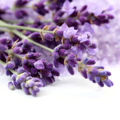 OLIVENATION lavender extract close-up of liquid texture highlighting natural aroma and clarity