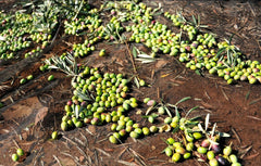 olivaoliva Oro Bailen label close-up showing organic Picual certification benefit clarity