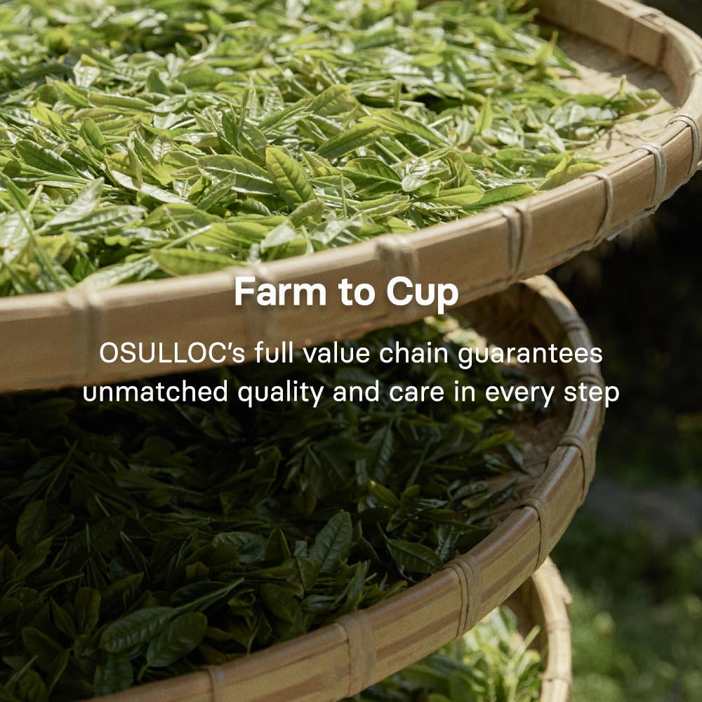 Osulloc Jeju tea fields on volcanic soil illustrating origin traceability and terroir influence