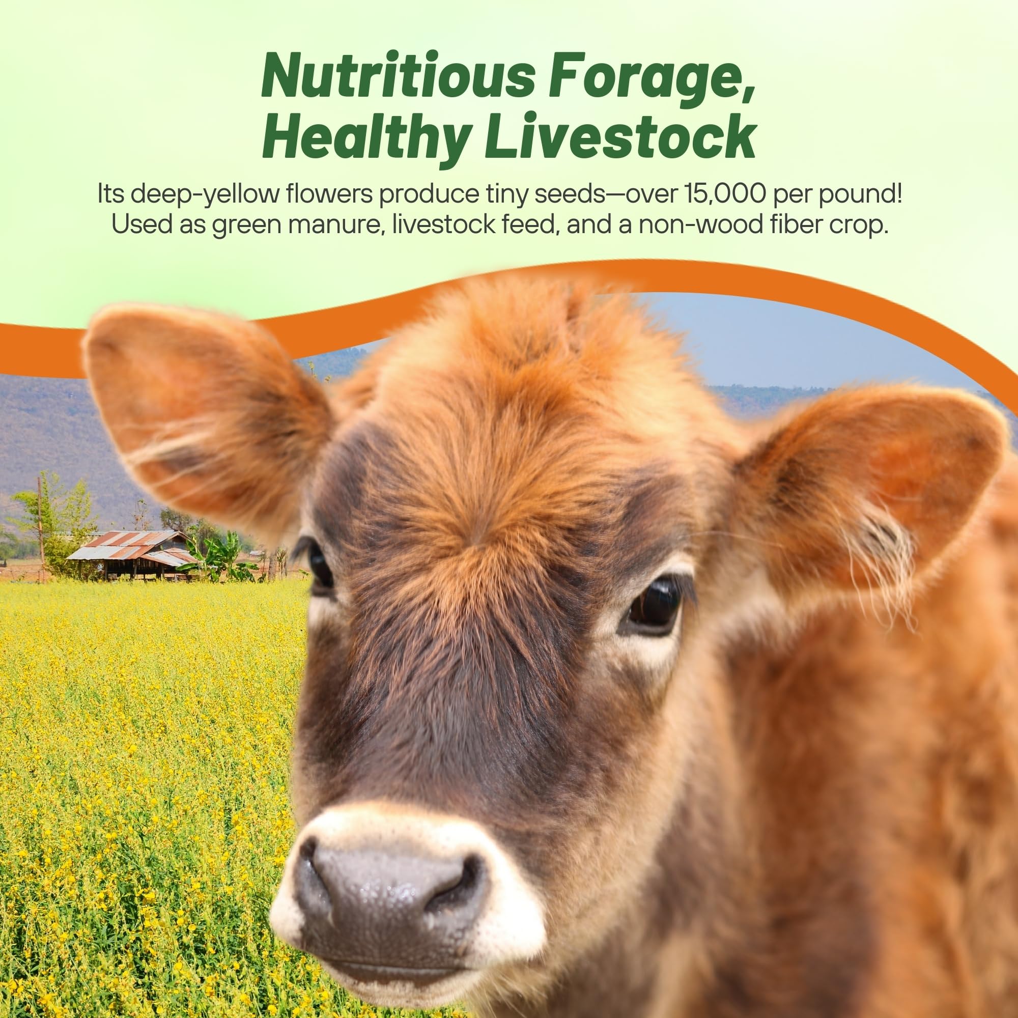 Cut sunn hemp forage bundled showing quality forage and livestock feed benefit