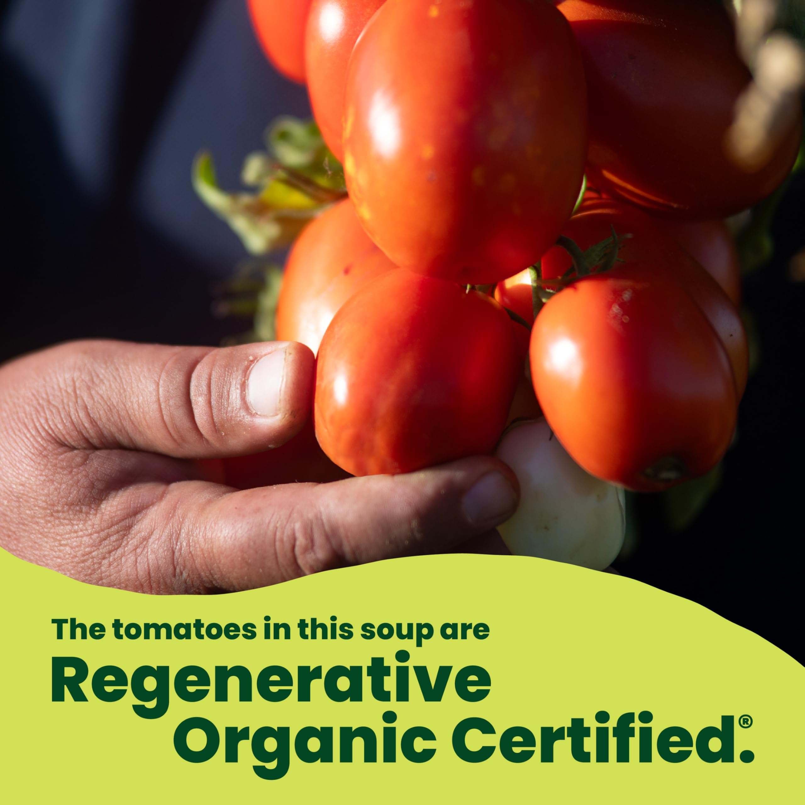 Pacific Foods tomato paste ingredient close-up showing quality tomato flavor boost