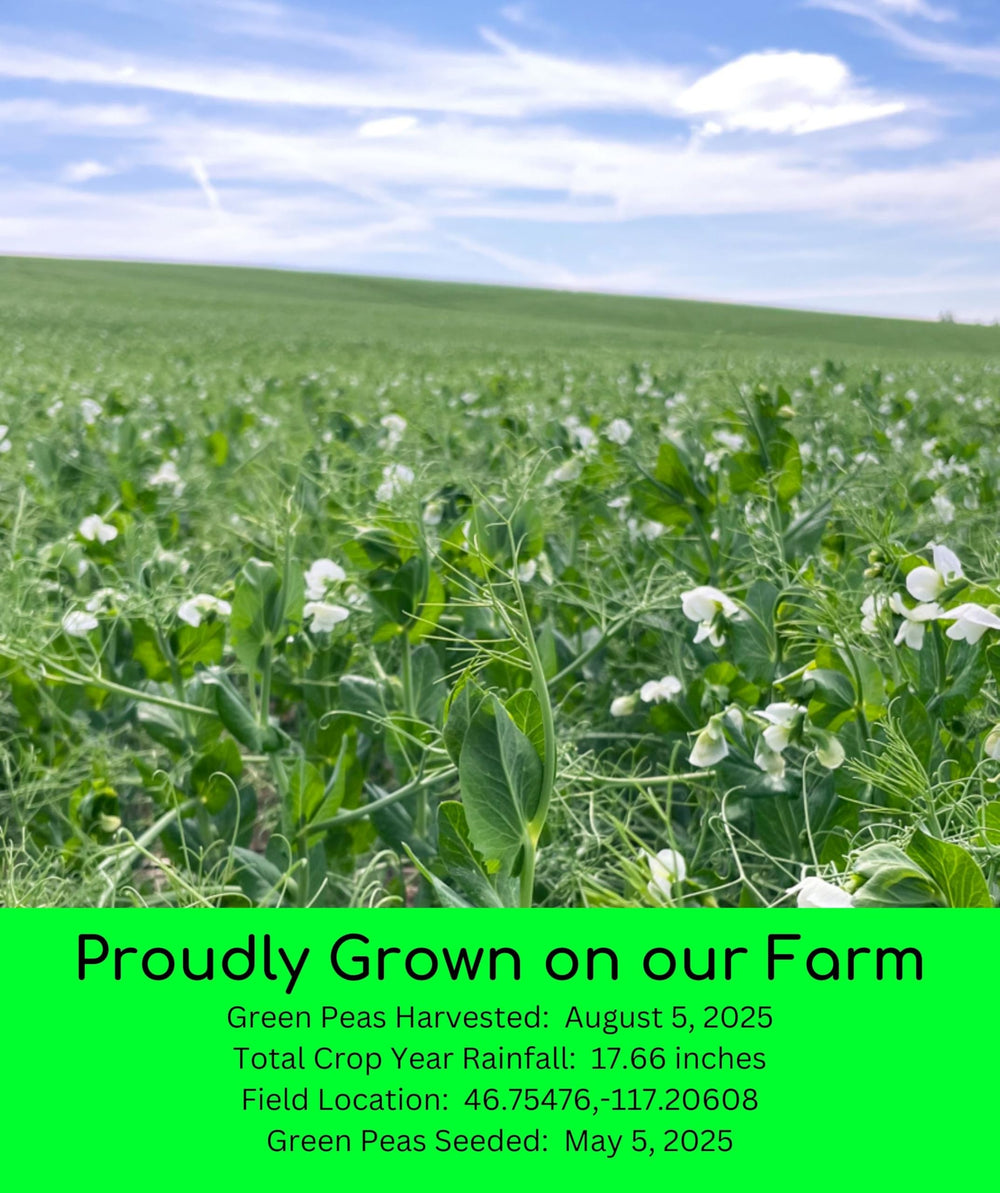 Palouse Brand harvest bucket of peas on Washington State farm showing farm-to-package sourcing