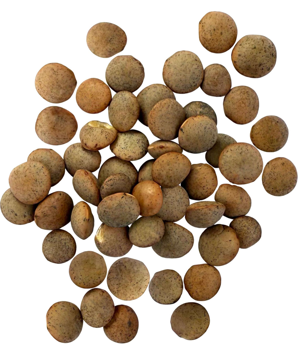 Palouse Brand close-up of brown lentil texture illustrating clean grains