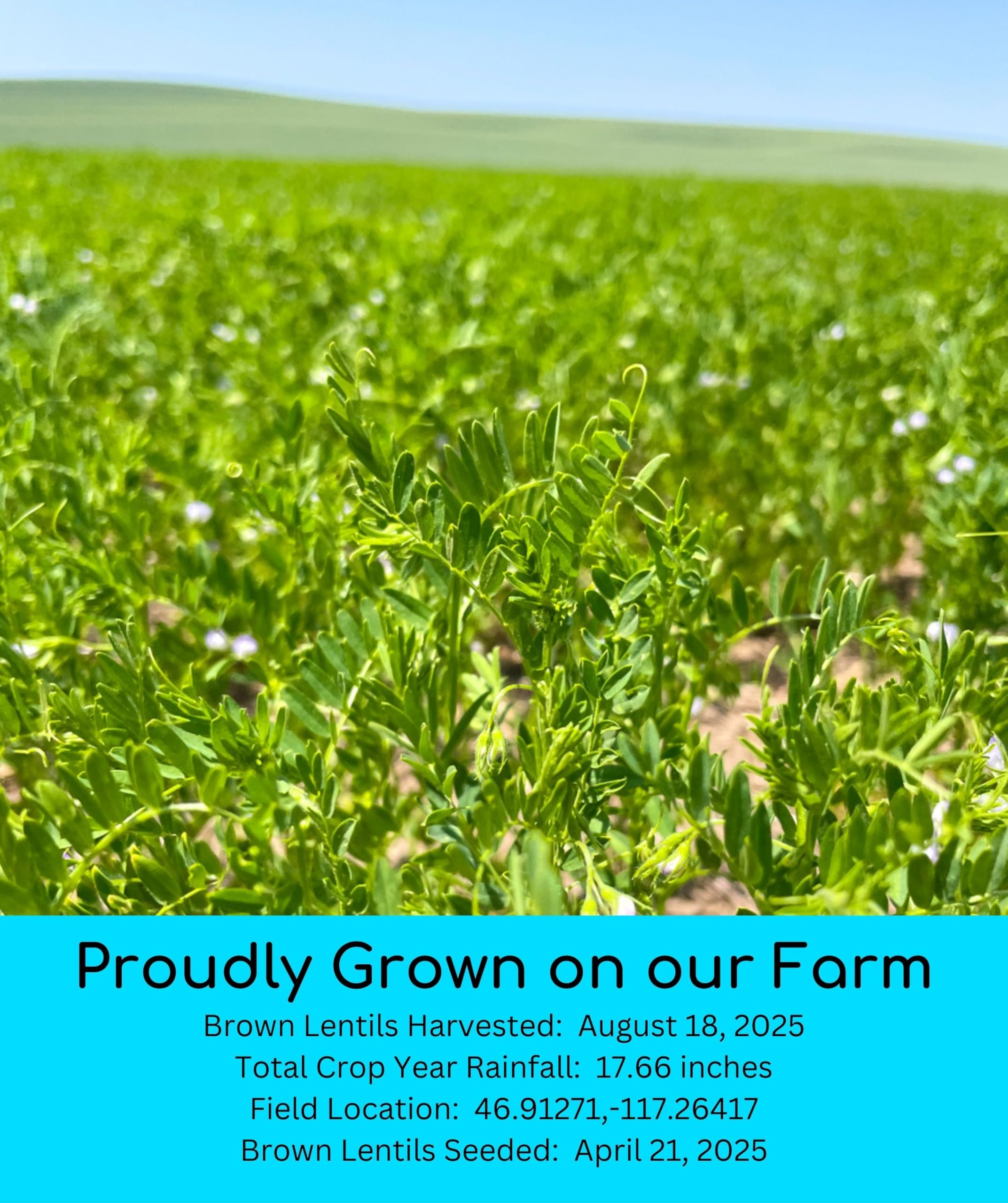 Palouse Brand sprouted lentils in bowl demonstrating sproutable use