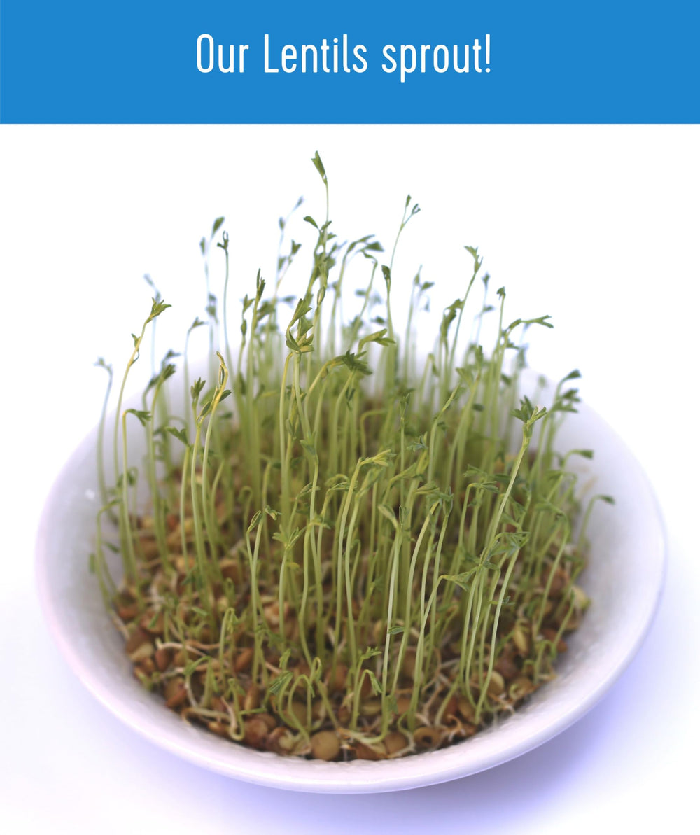 Palouse Brand lentils next to measuring cup showing scale and quantity