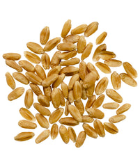 Palouse Brand close-up of wheat berry texture highlighting quality