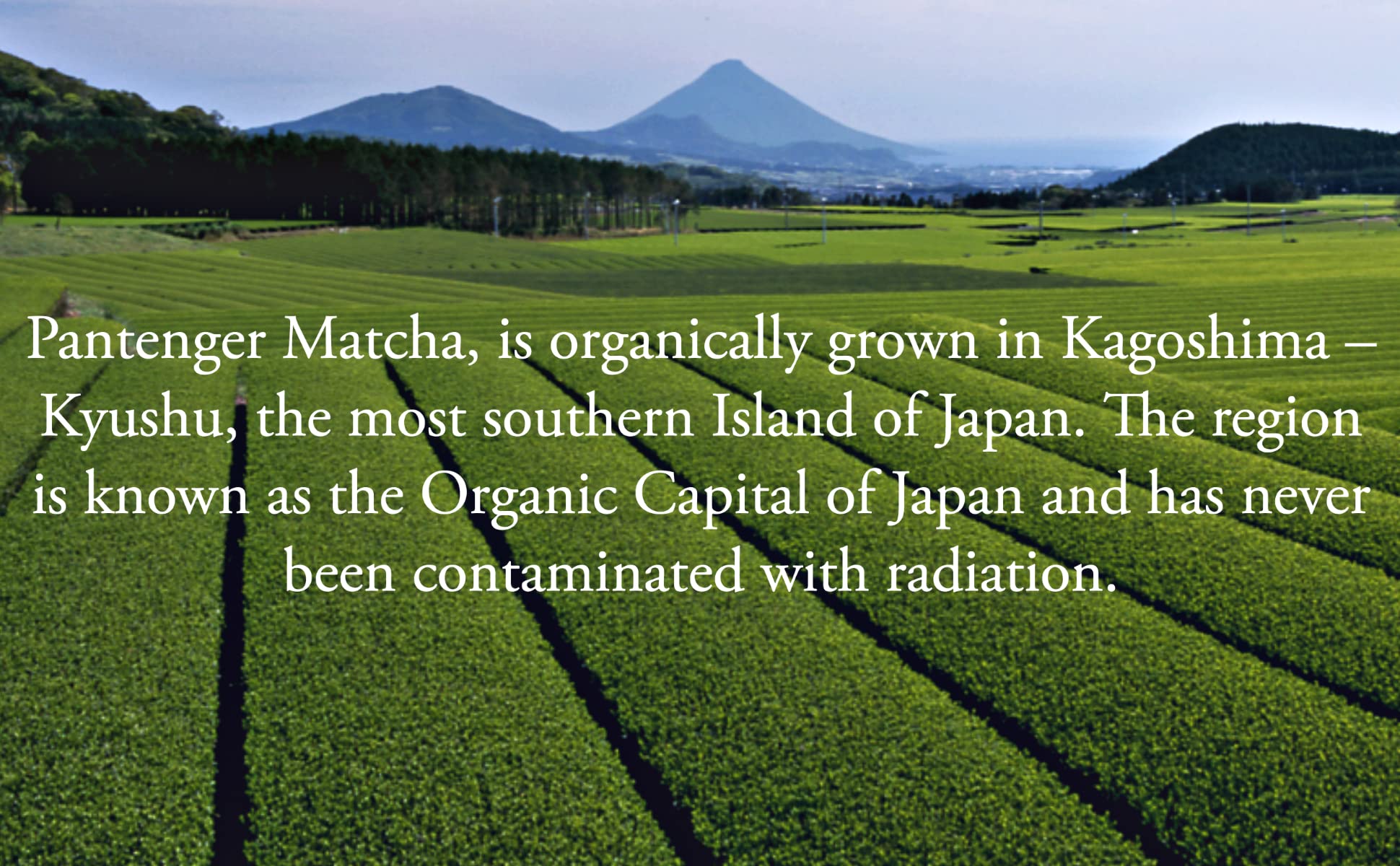 Pantenger origin label close-up showing Kagoshima estate and authenticity