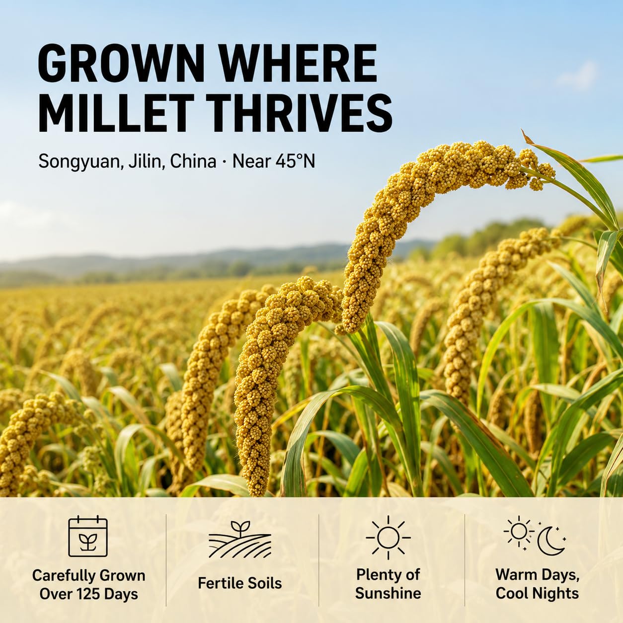 PoetrySeptember millet stirred into soup showing absorption and thickening benefit