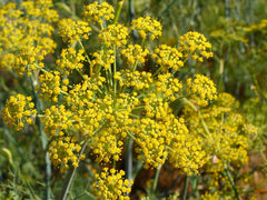 Pollen Ranch open tin revealing fine pollen and freshness preserved