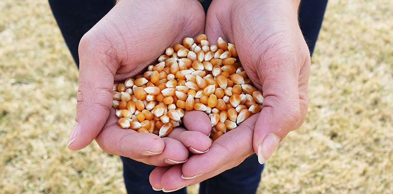 Preferred Popcorn close-up of extra-large kernels, highlighting size advantage