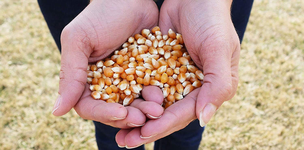 Preferred Popcorn close-up of extra-large kernels, highlighting size advantage