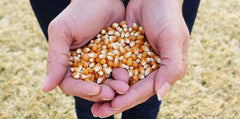 Preferred Popcorn close-up of extra-large kernels, highlighting size advantage