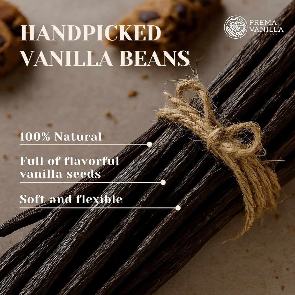 Prema Vanilla pods held in hand to show real size and plump grade A texture