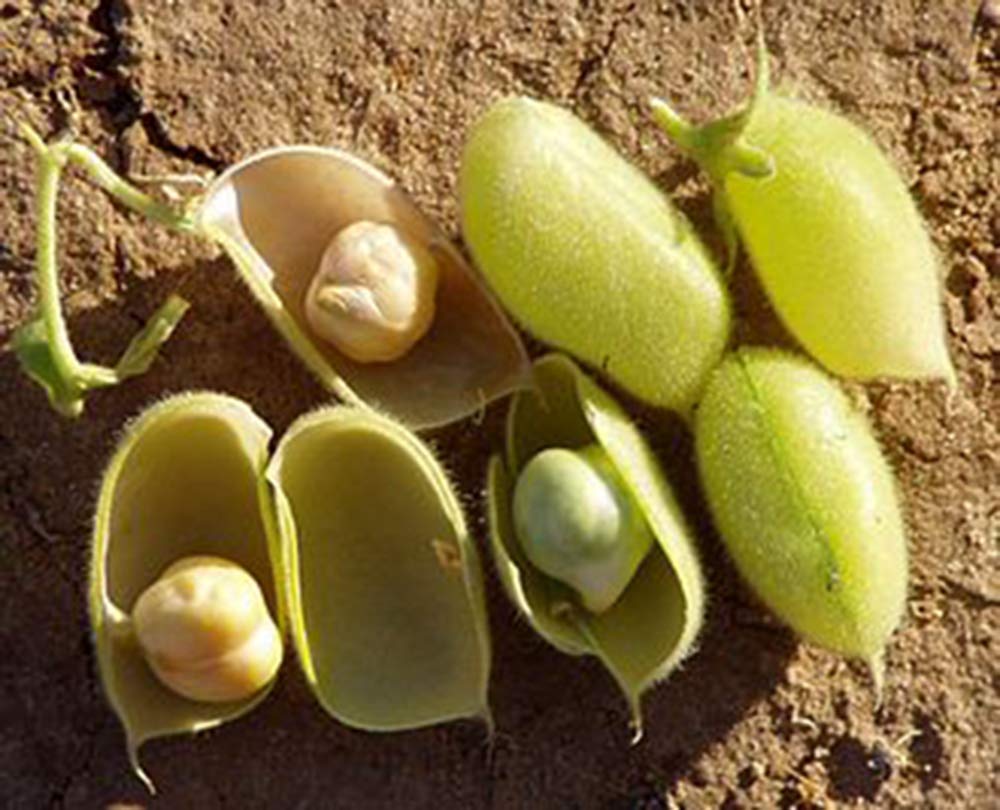 PRIMAL HARVEST chickpeas during kitchen meal prep showing versatile use