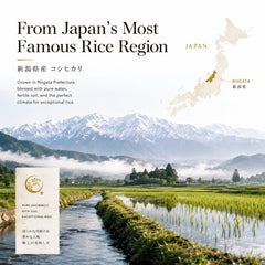 QUHVHPS cooked rice glossy texture demonstrating ideal stickiness