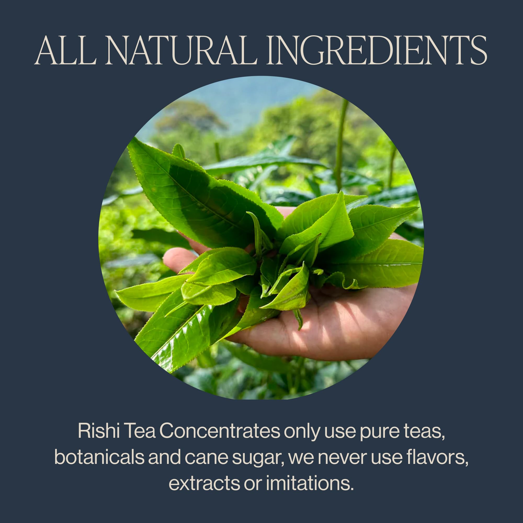Rishi Tea concentrate pouring into cup for fast latte preparation