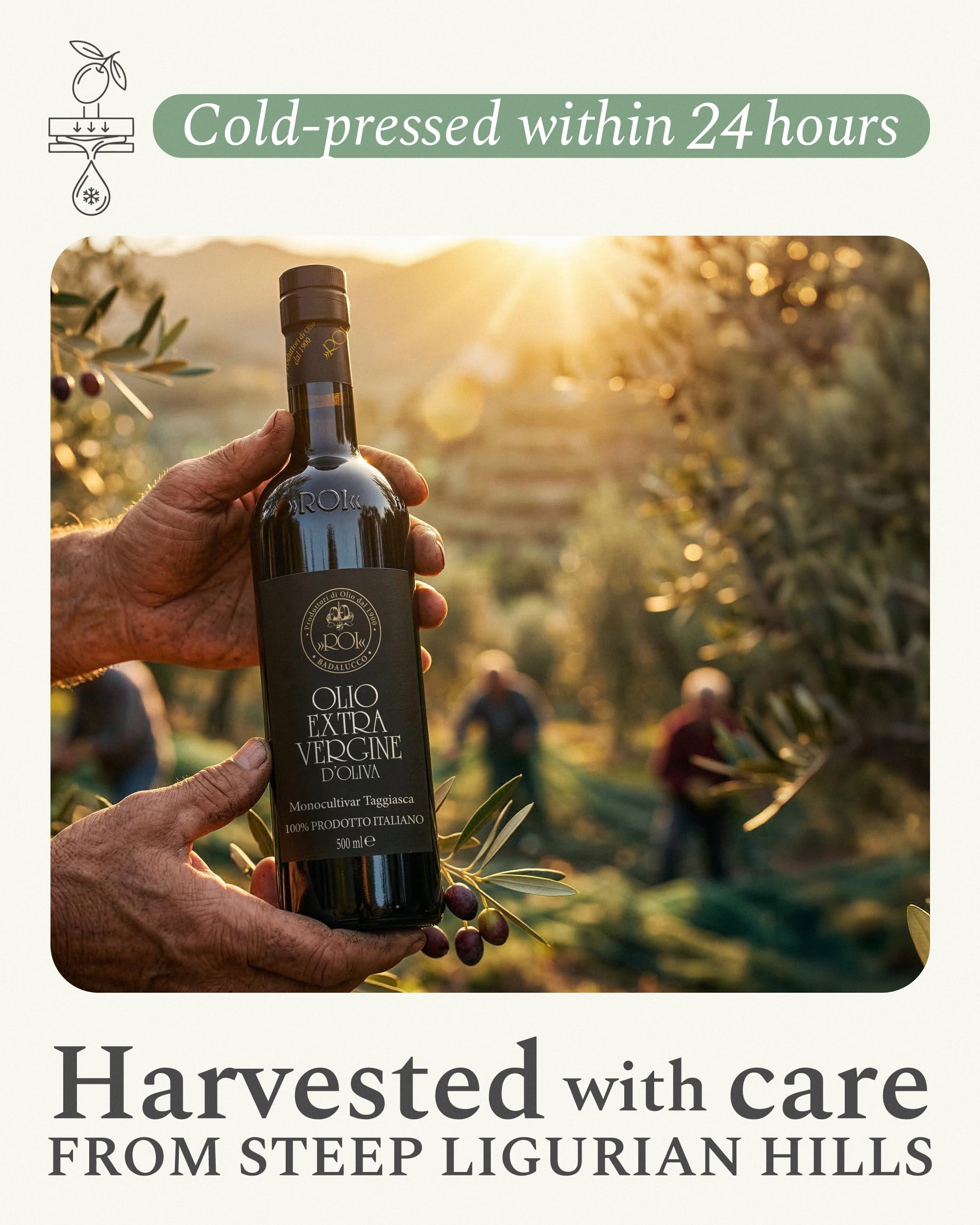ROI Ligurian olive groves on terraces indicating regional authenticity