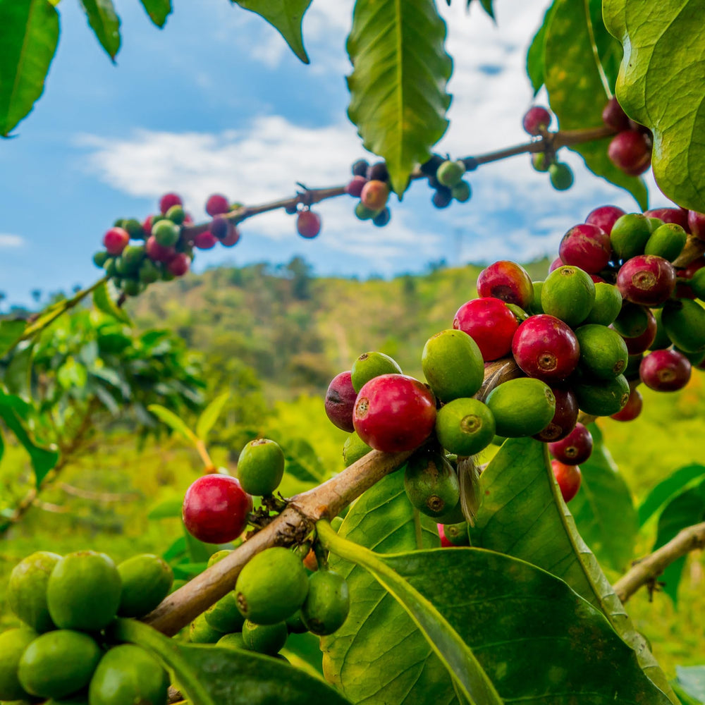 ROYAL KONA COFFEE lifestyle kitchen scene showing enjoyment and everyday brewing ritual