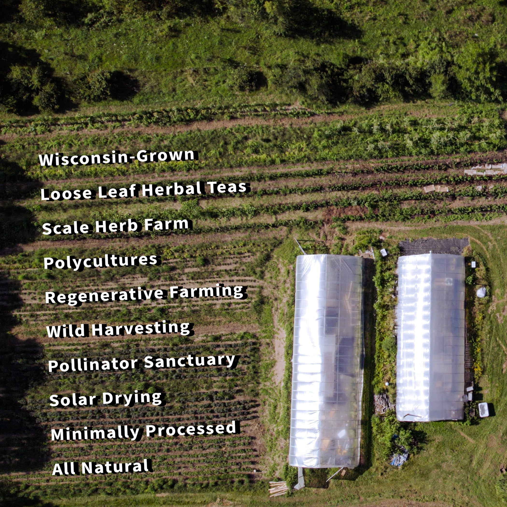 Sacred Blossom Farm oatstraw beside a scale showing portion size