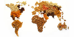 Setton Farms cashews close-up texture highlighting dry roasted crunch and sea salt flavor
