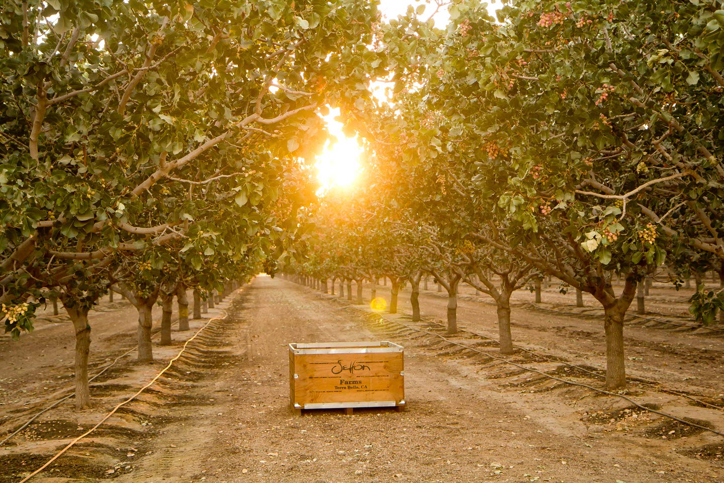 Hand holding Setton Farms bag to show scale and portability for gifting and travel