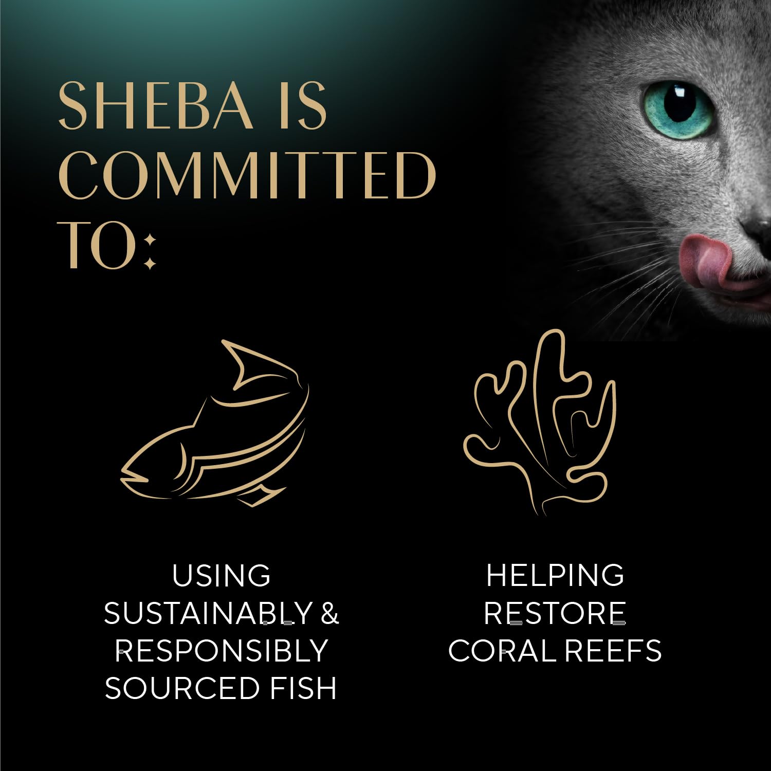 Close-up of Sheba ingredient label showing chicken-first ingredient for quality transparency