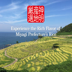 Shinmei Sanchi Gensen close-up of raw grains highlighting glossy texture