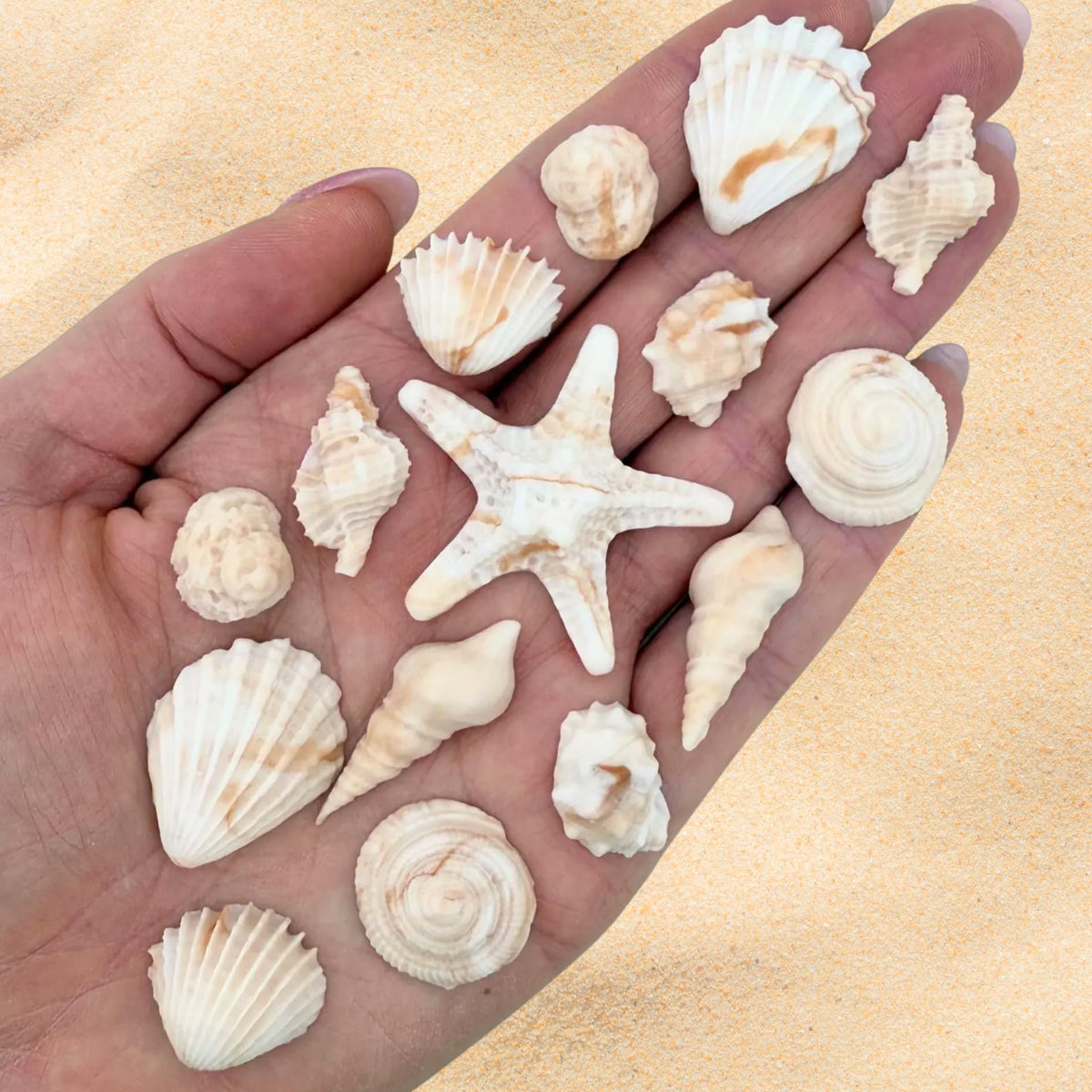 SIMPLY SUCRÉ gift box of seashell toppers, adds elegant ocean detail