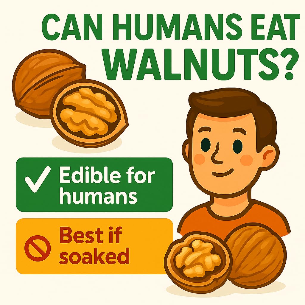 Sky Ecommerce walnuts stored in a glass jar, highlights pantry-friendly long-term storage