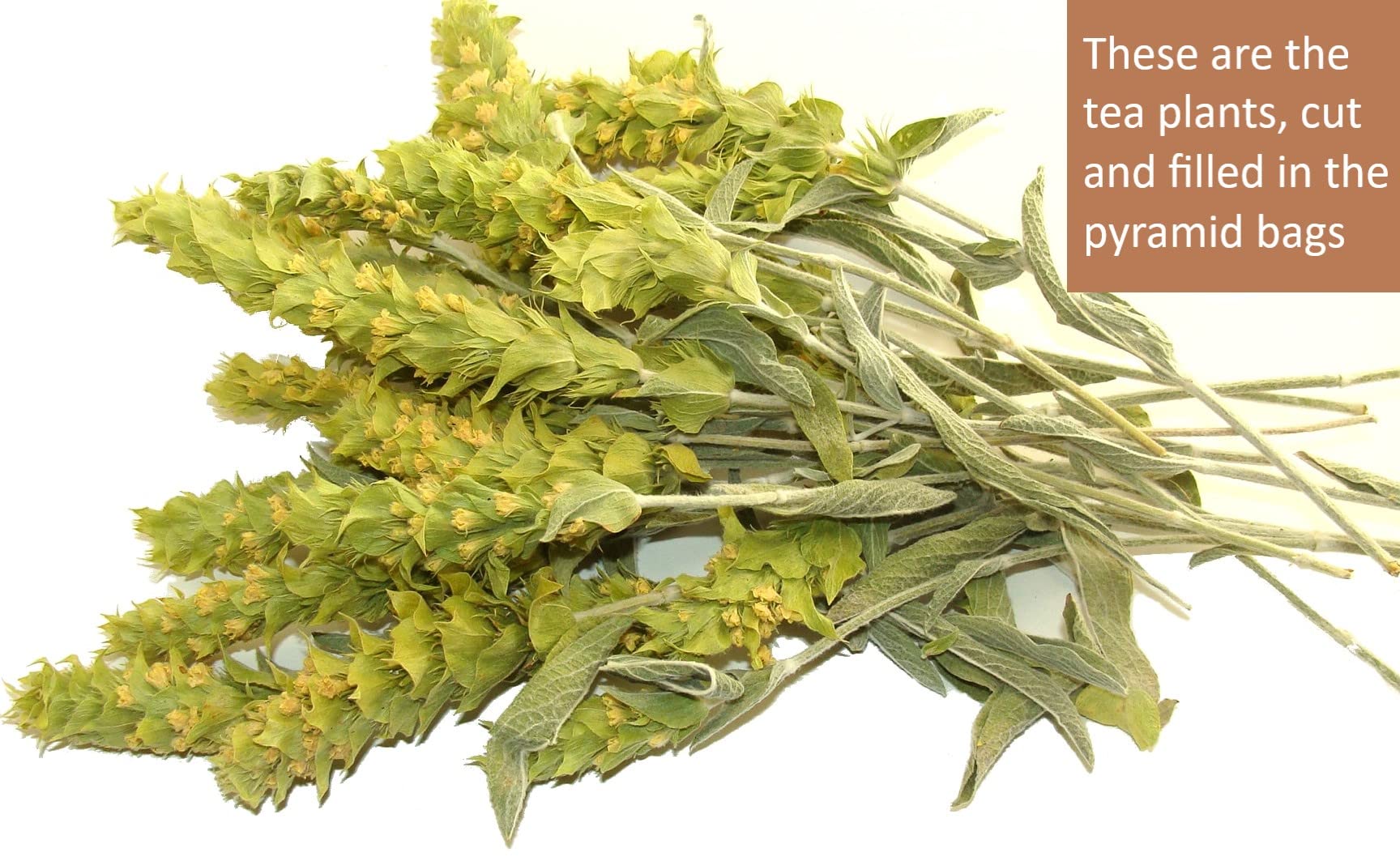 Sparta Natura dry flowers close-up highlighting concentrated essential oils
