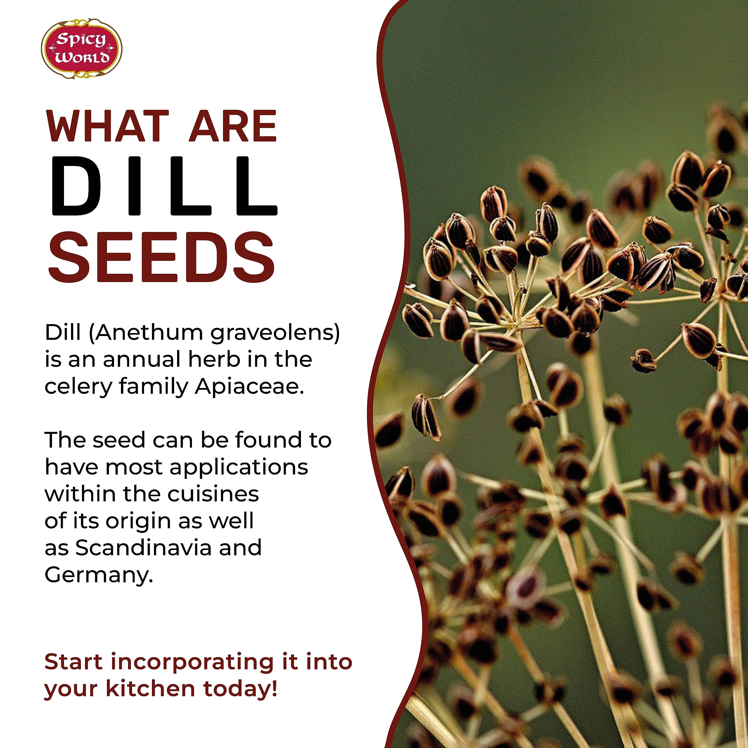 Spicy World dill seeds in a ceramic bowl ready for measuring and use