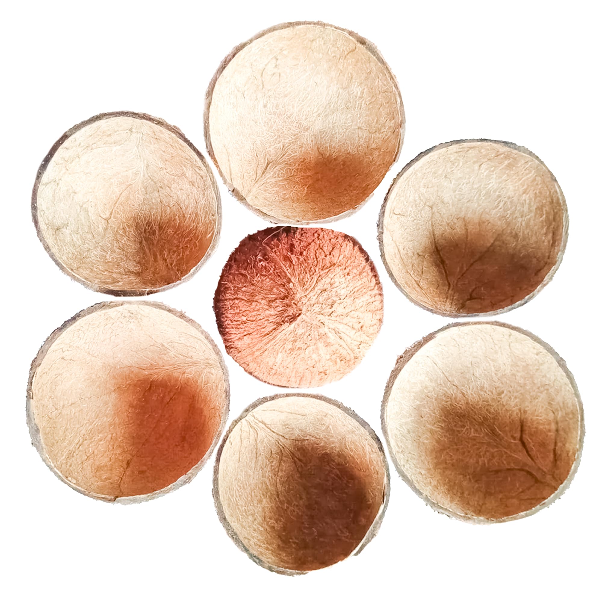 Sri Craft coconut shells arranged in holiday decor showing seasonal versatility