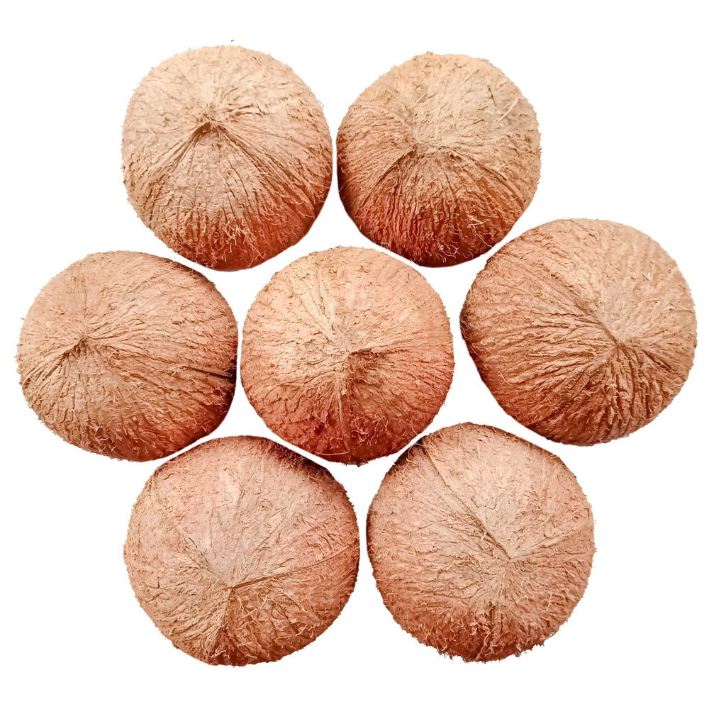 Sri Craft coconut shell converted into a mini planter illustrating planting benefit