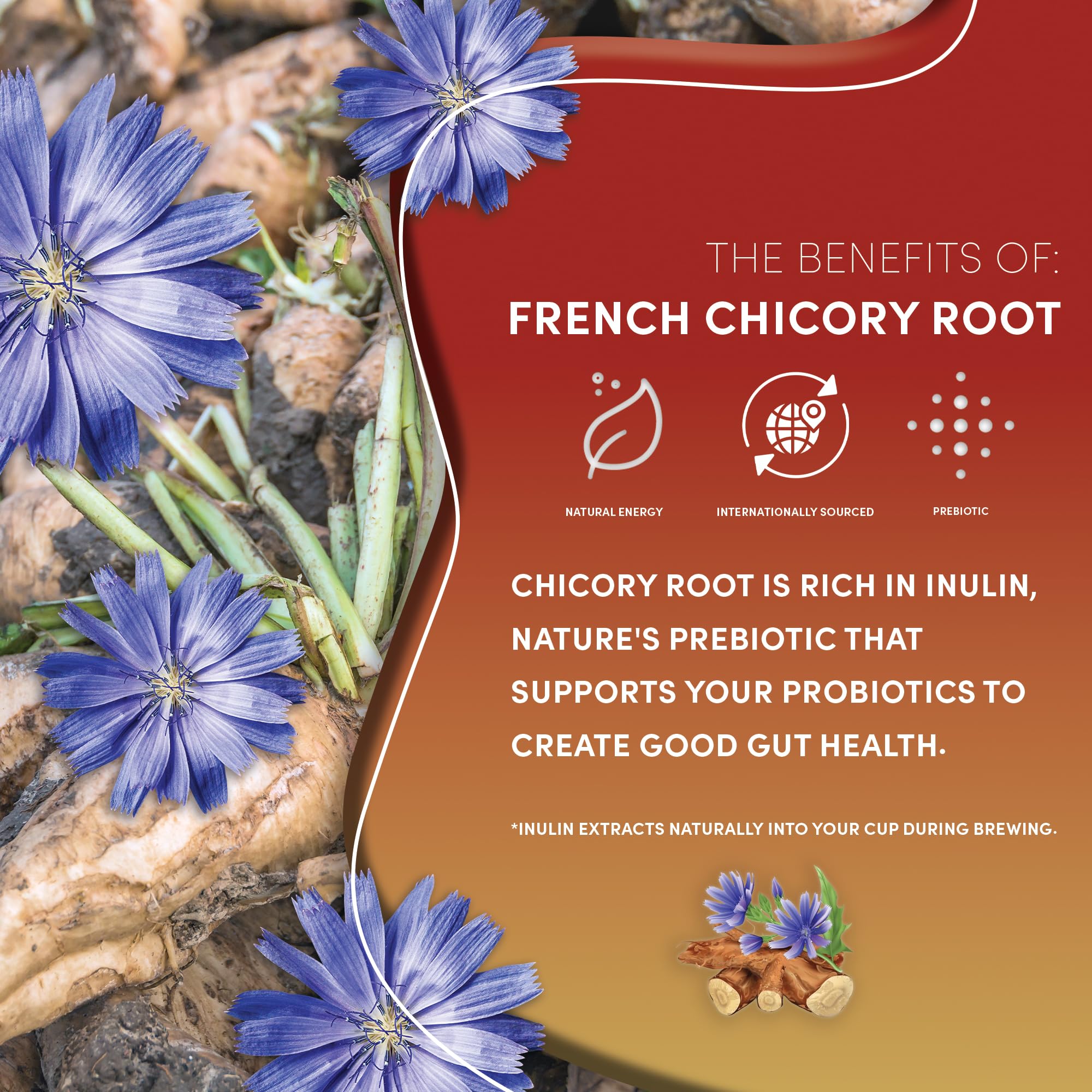 Arrangement of Teeccino ingredients like chicory, chaga, and ashwagandha indicating prebiotic support