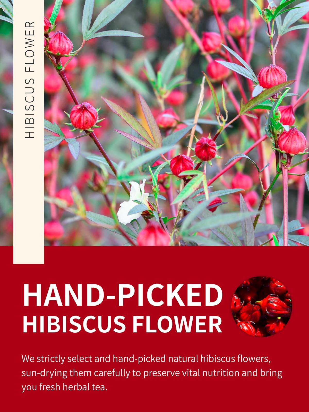 TeeLux brewed cup of hibiscus tea displaying vibrant red color and clarity