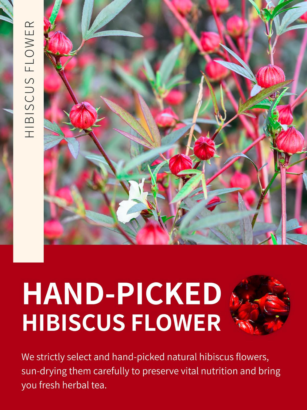TeeLux brewed cup of hibiscus tea displaying vibrant red color and clarity